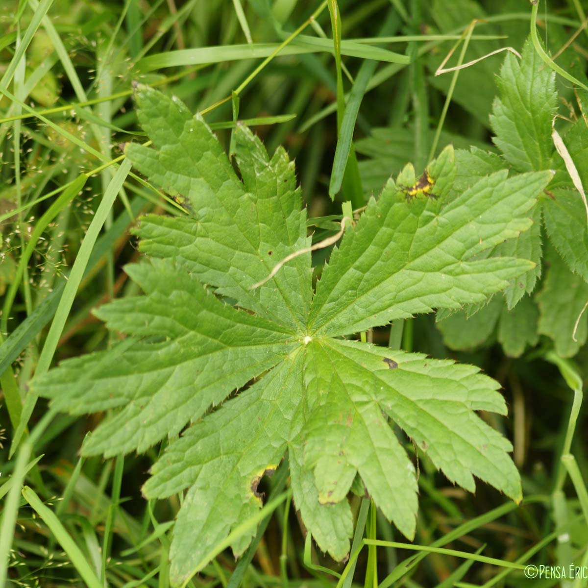 Grande Astrance - Astrantia major subsp. major