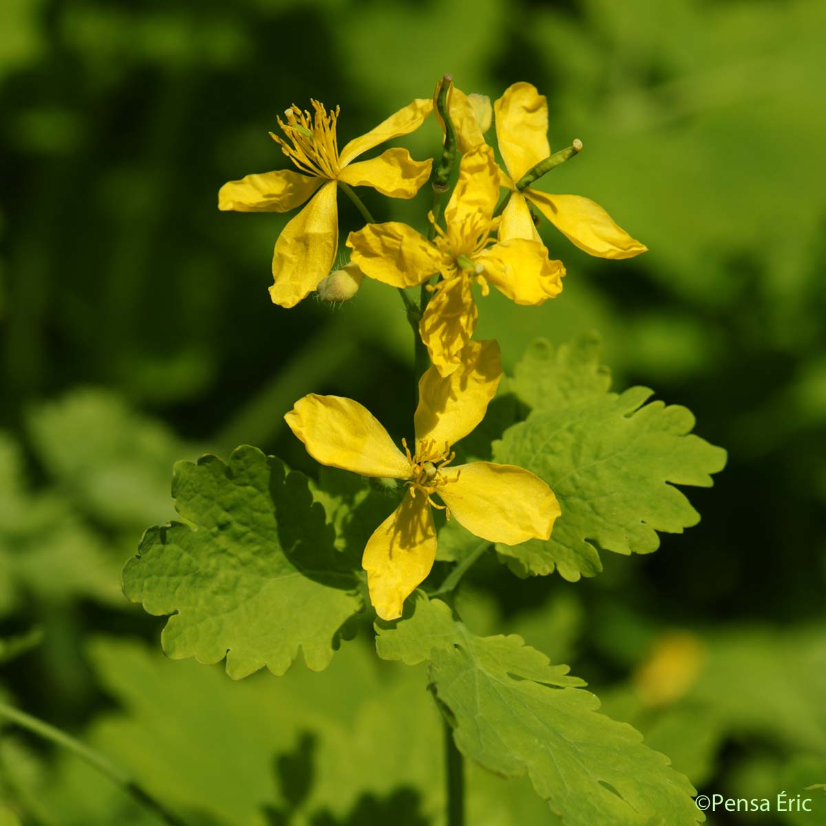 Grande Chélidoine - Chelidonium majus subsp. majus