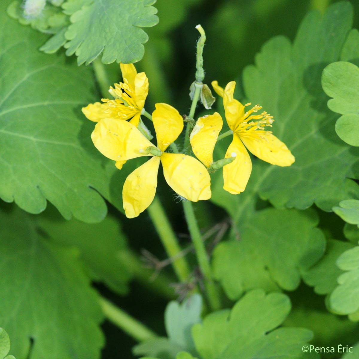 Grande Chélidoine - Chelidonium majus subsp. majus