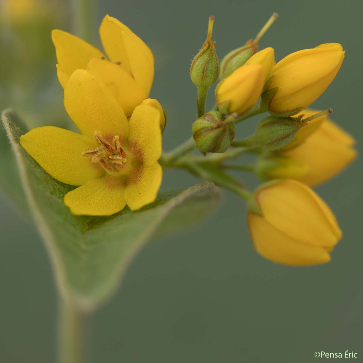 Grande Lysimaque - Lysimachia vulgaris