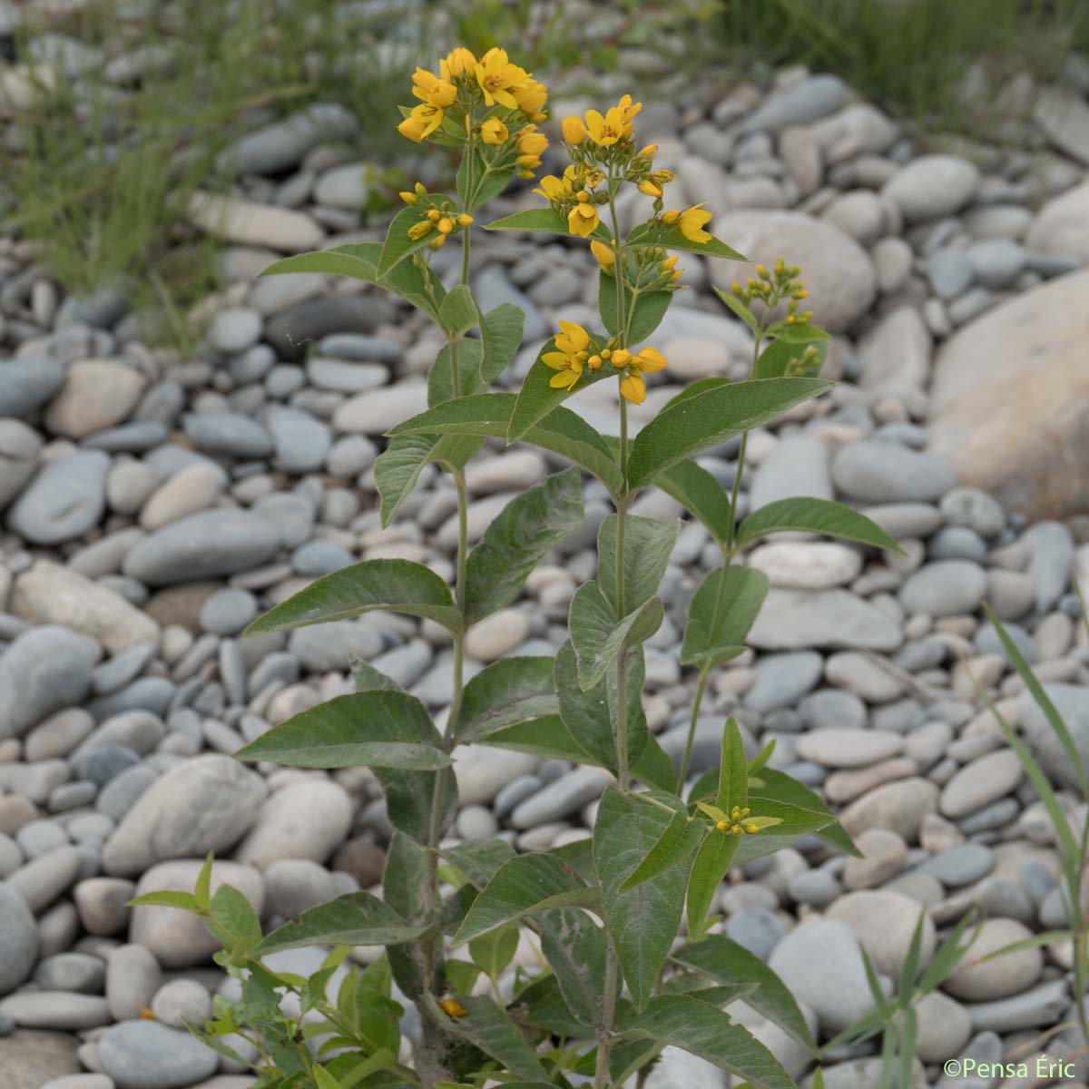 Grande Lysimaque - Lysimachia vulgaris