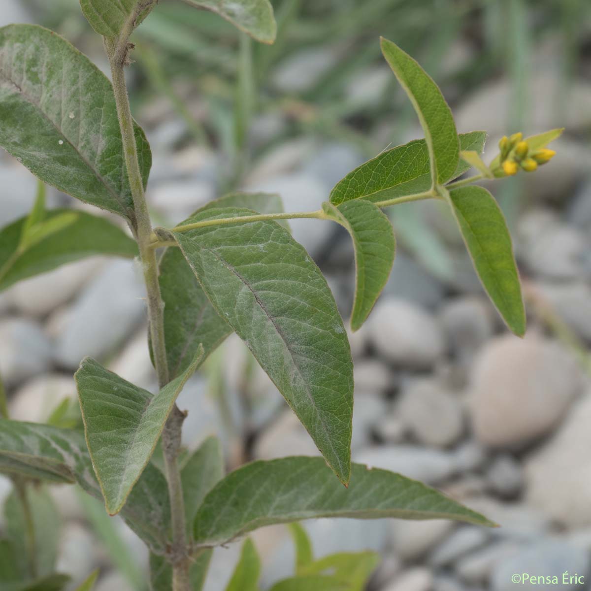 Grande Lysimaque - Lysimachia vulgaris