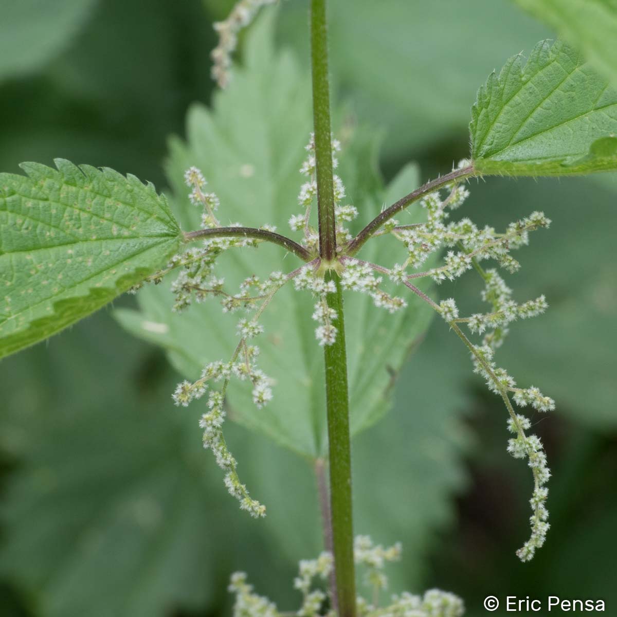 Grande Ortie - Urtica dioica subsp. dioica