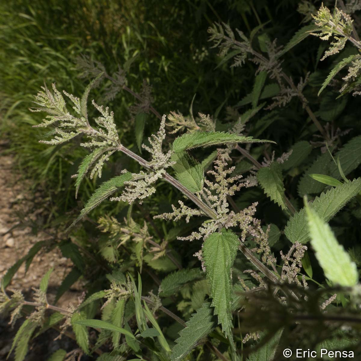 Grande Ortie - Urtica dioica