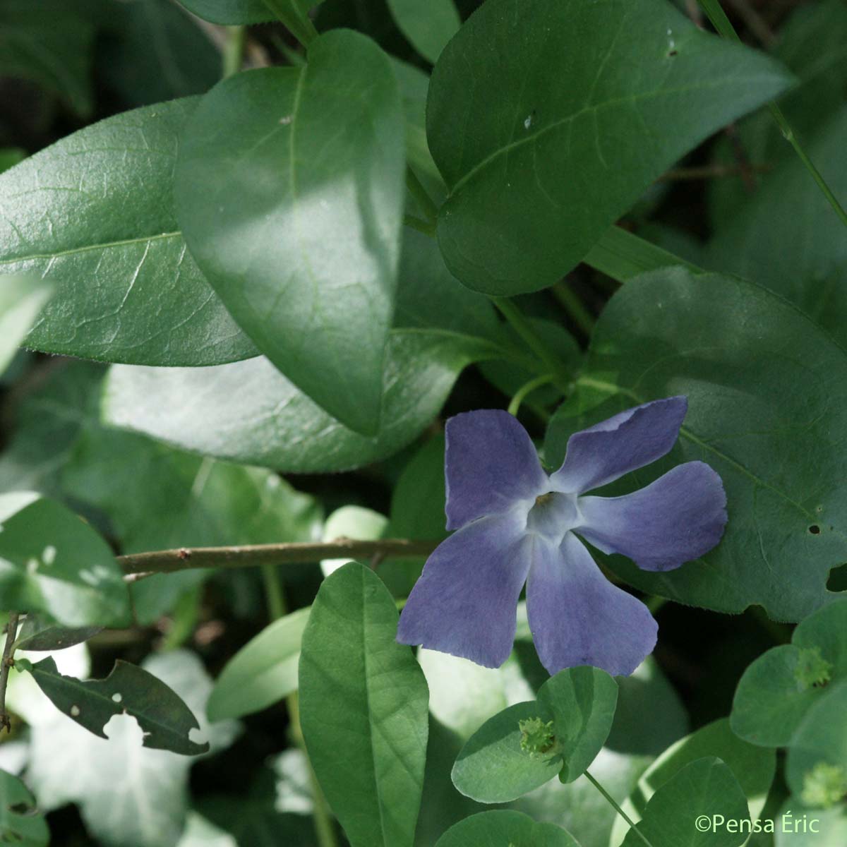 Grande Pervenche - Vinca major subsp. major