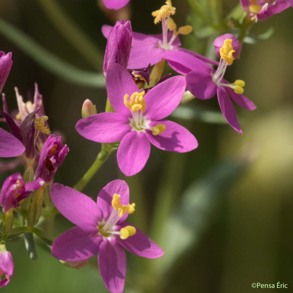 Grande Petite-centaurée - Centaurium erythraea subsp. majus