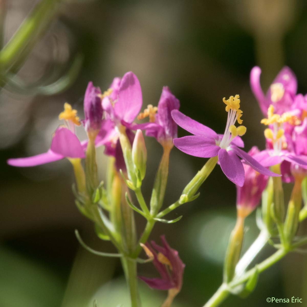 Grande Petite-centaurée - Centaurium erythraea subsp. majus