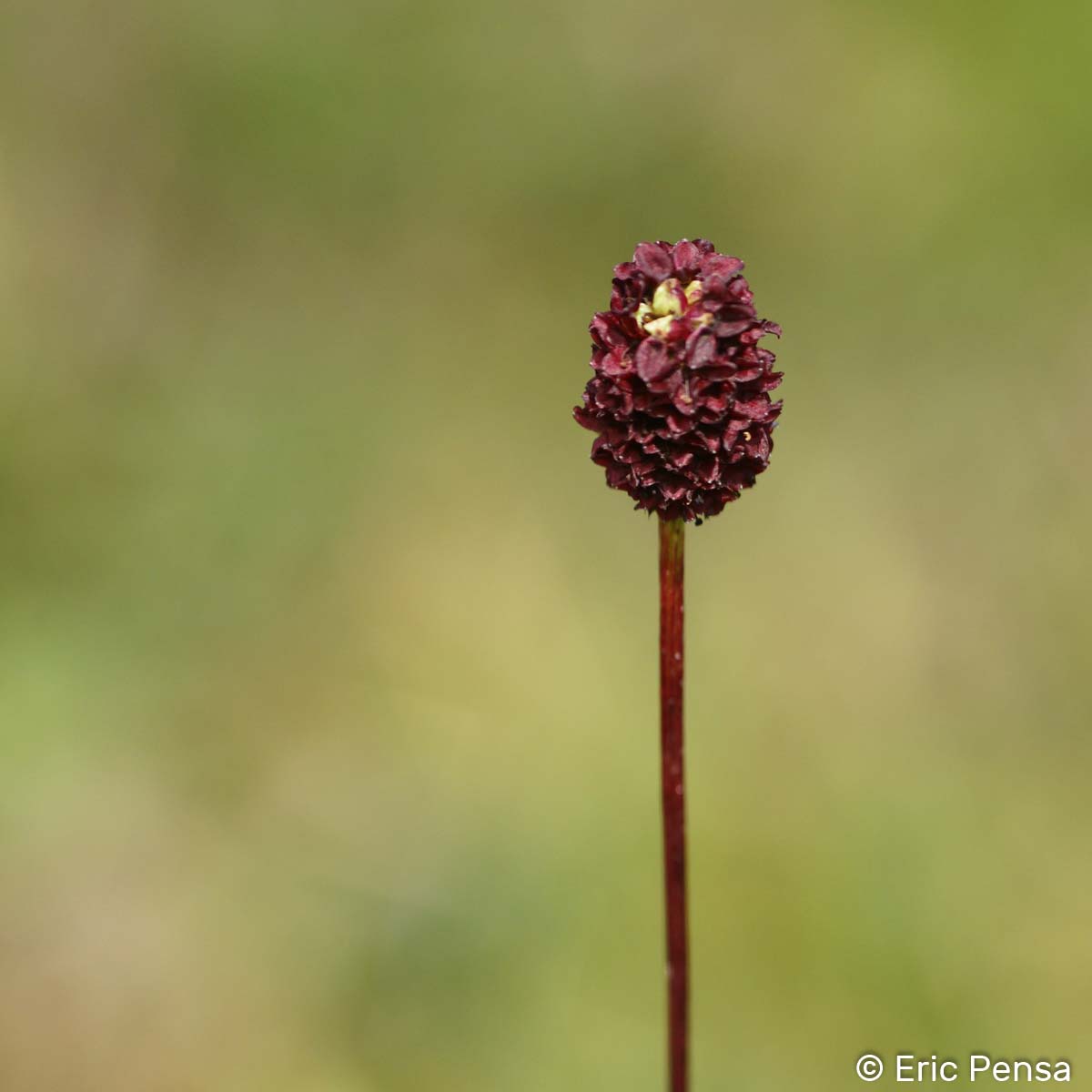 Grande Pimprenelle - Sanguisorba officinalis