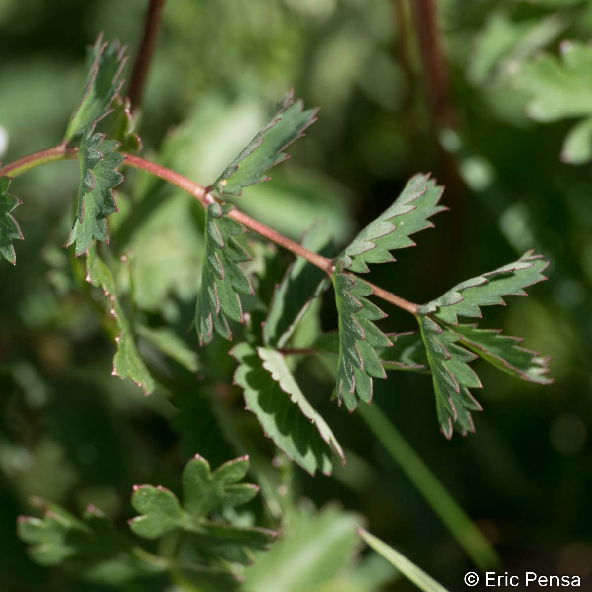 Grande Pimprenelle - Sanguisorba officinalis