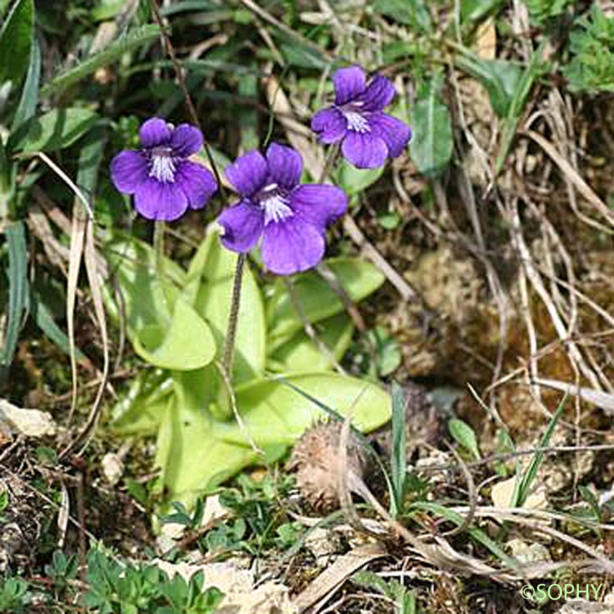 Grassette à grandes fleurs - Pinguicula grandiflora subsp. grandiflora