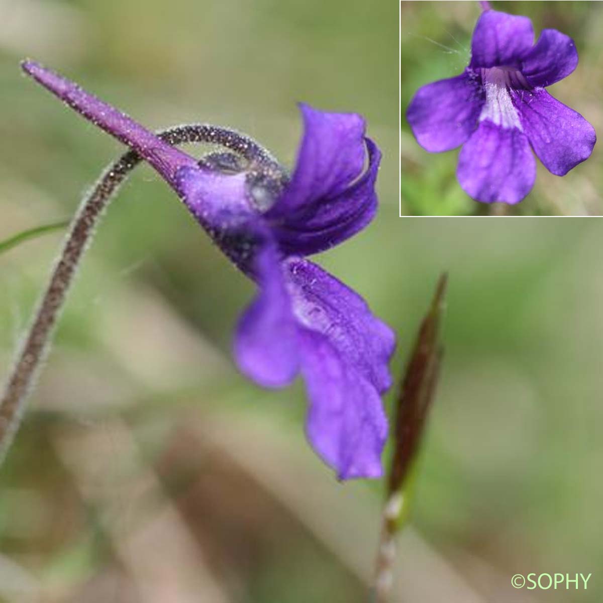 Grassette à grandes fleurs - Pinguicula grandiflora