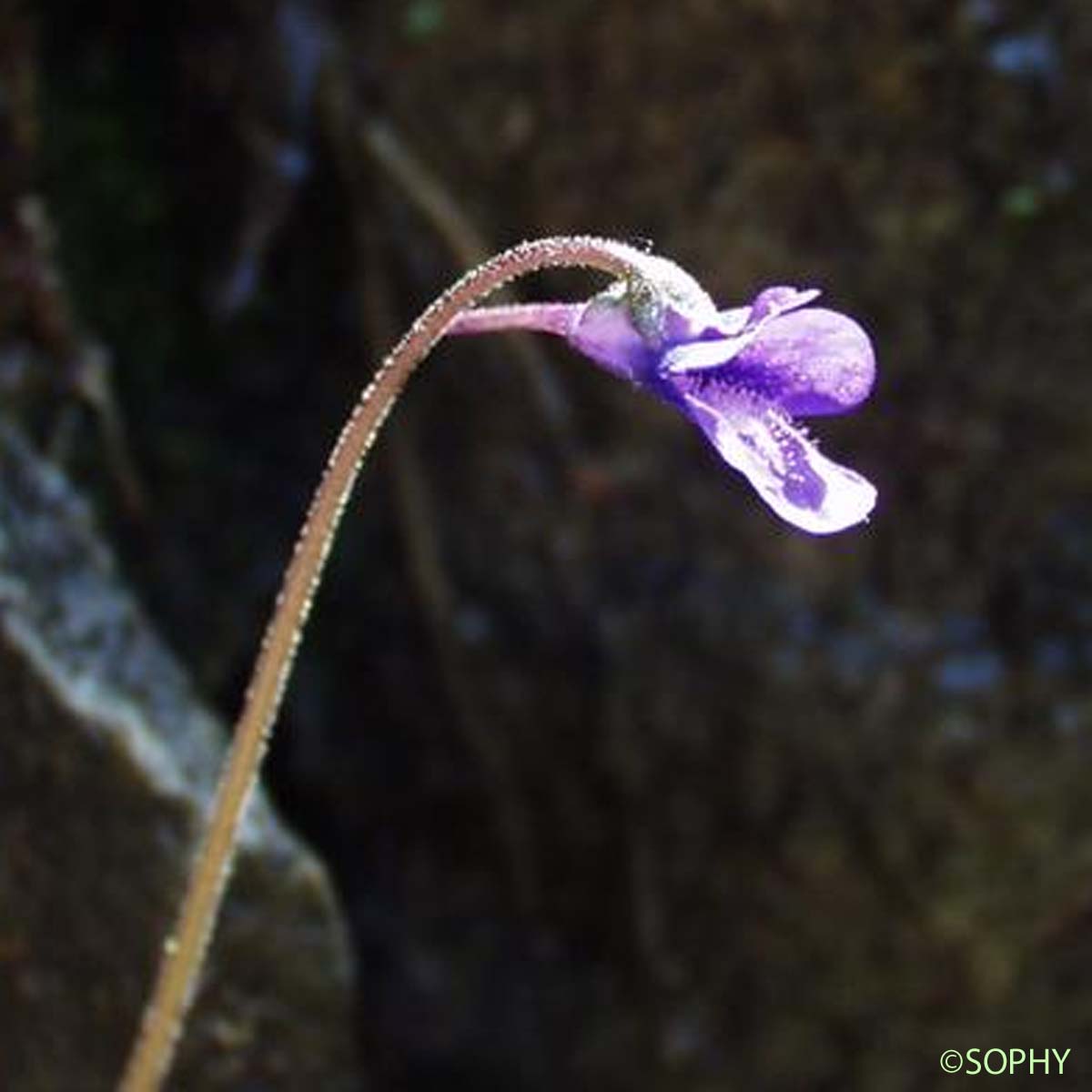 Grassette commune - Pinguicula vulgaris var. vulgaris