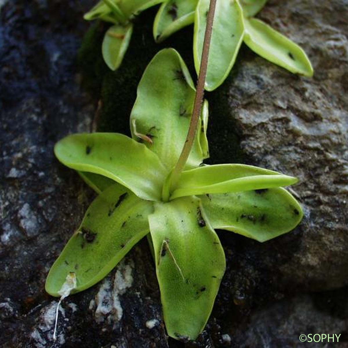 Grassette commune - Pinguicula vulgaris var. vulgaris