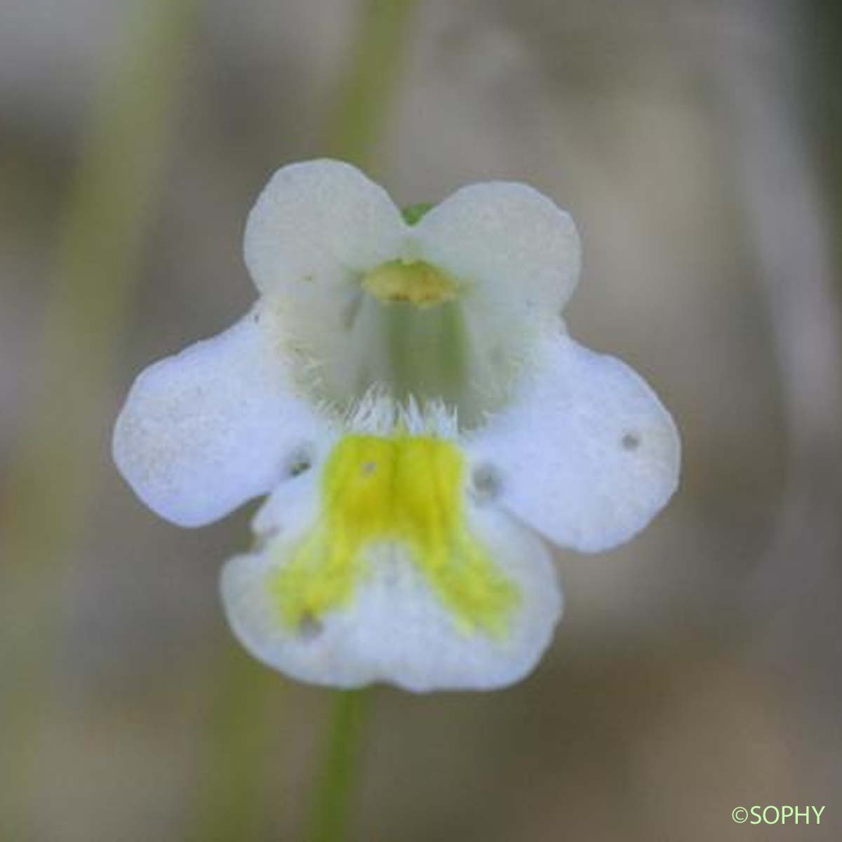 Grassette des Alpes - Pinguicula alpina