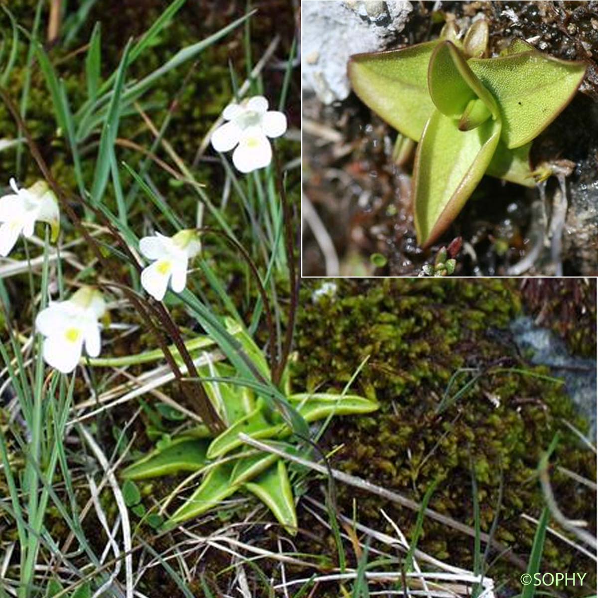 Grassette des Alpes - Pinguicula alpina