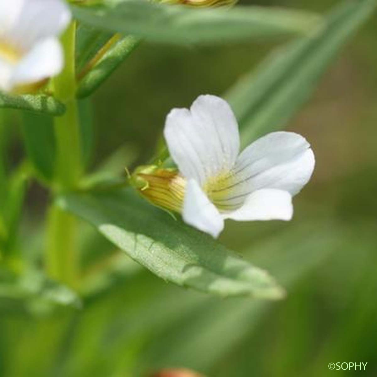 Gratiole officinale - Gratiola officinalis