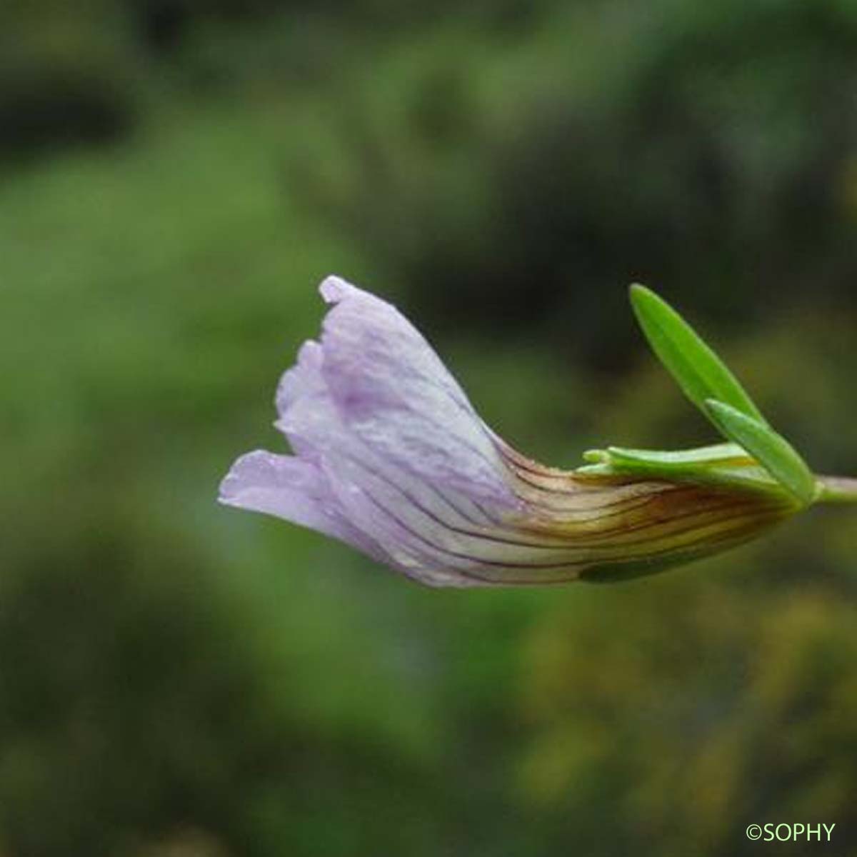 Gratiole officinale - Gratiola officinalis