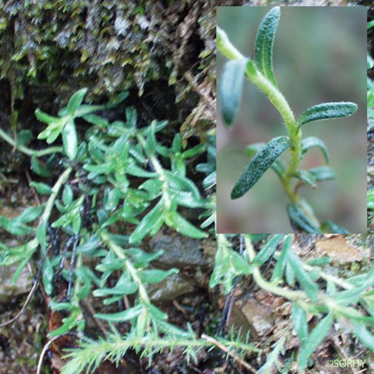 Grémil couché - Glandora prostrata subsp. prostrata