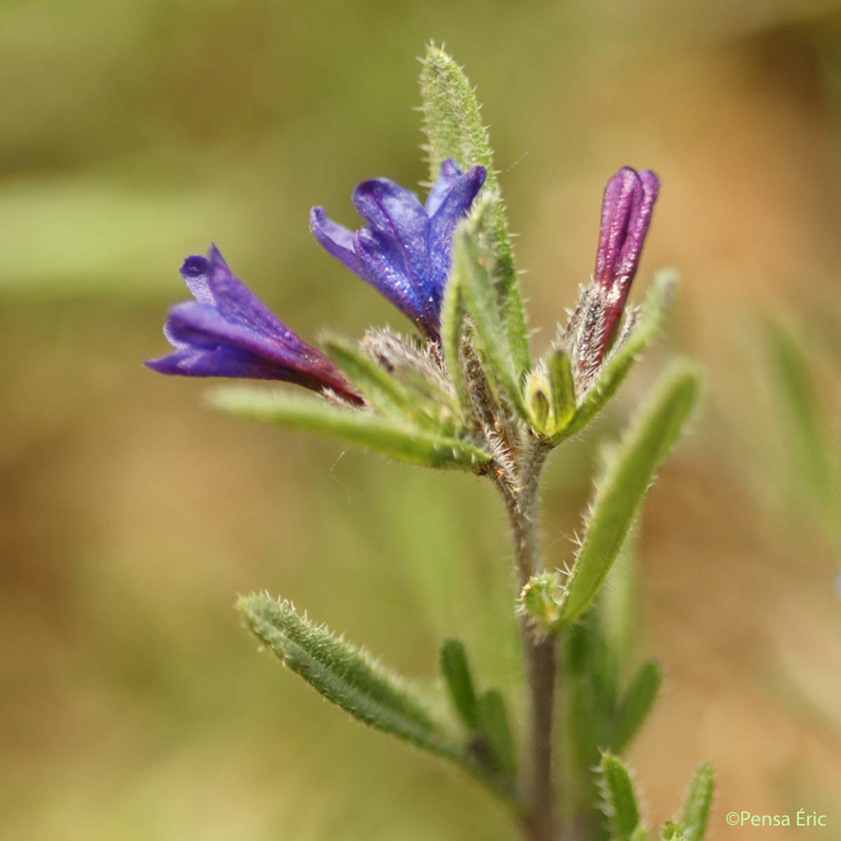 Grémil ligneux - Lithodora fruticosa