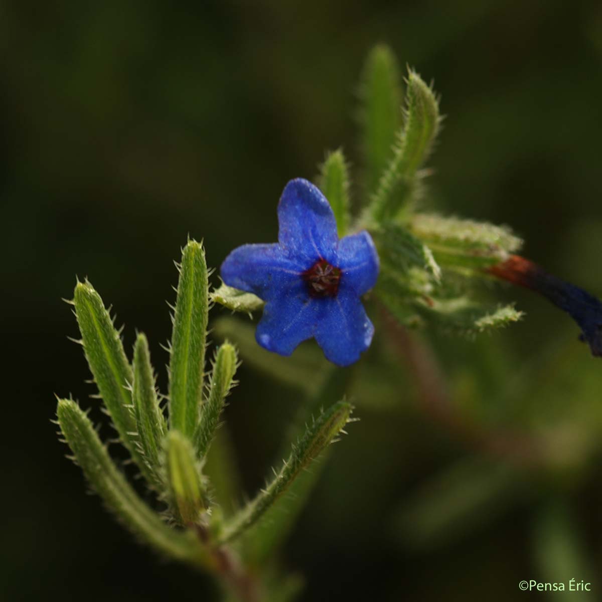 Grémil ligneux - Lithodora fruticosa