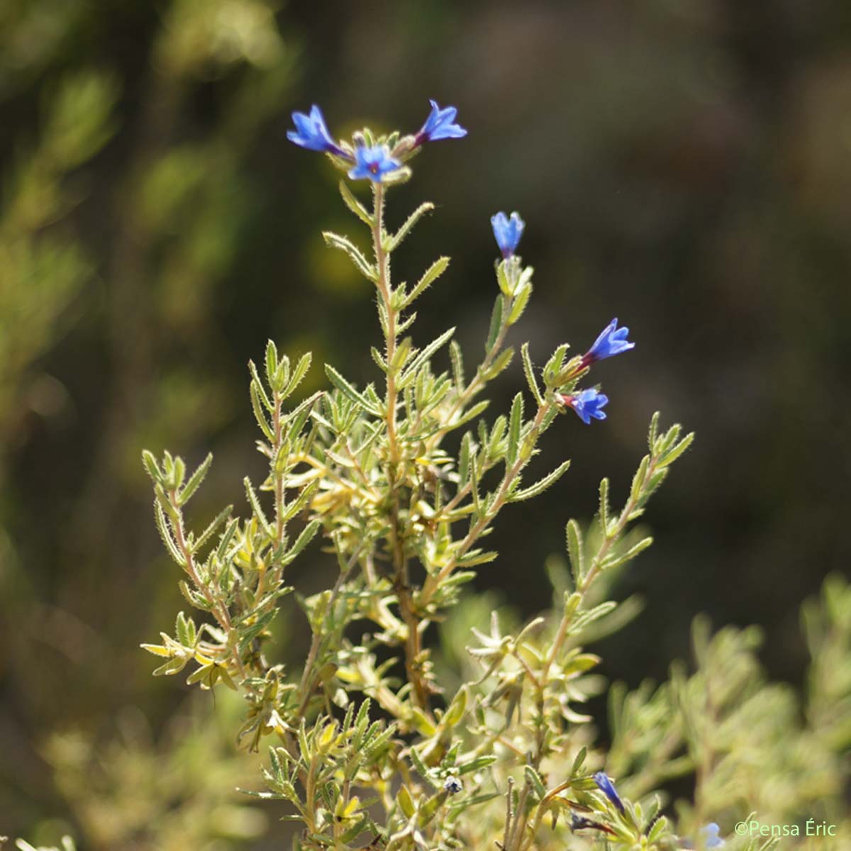 Grémil ligneux - Lithodora fruticosa