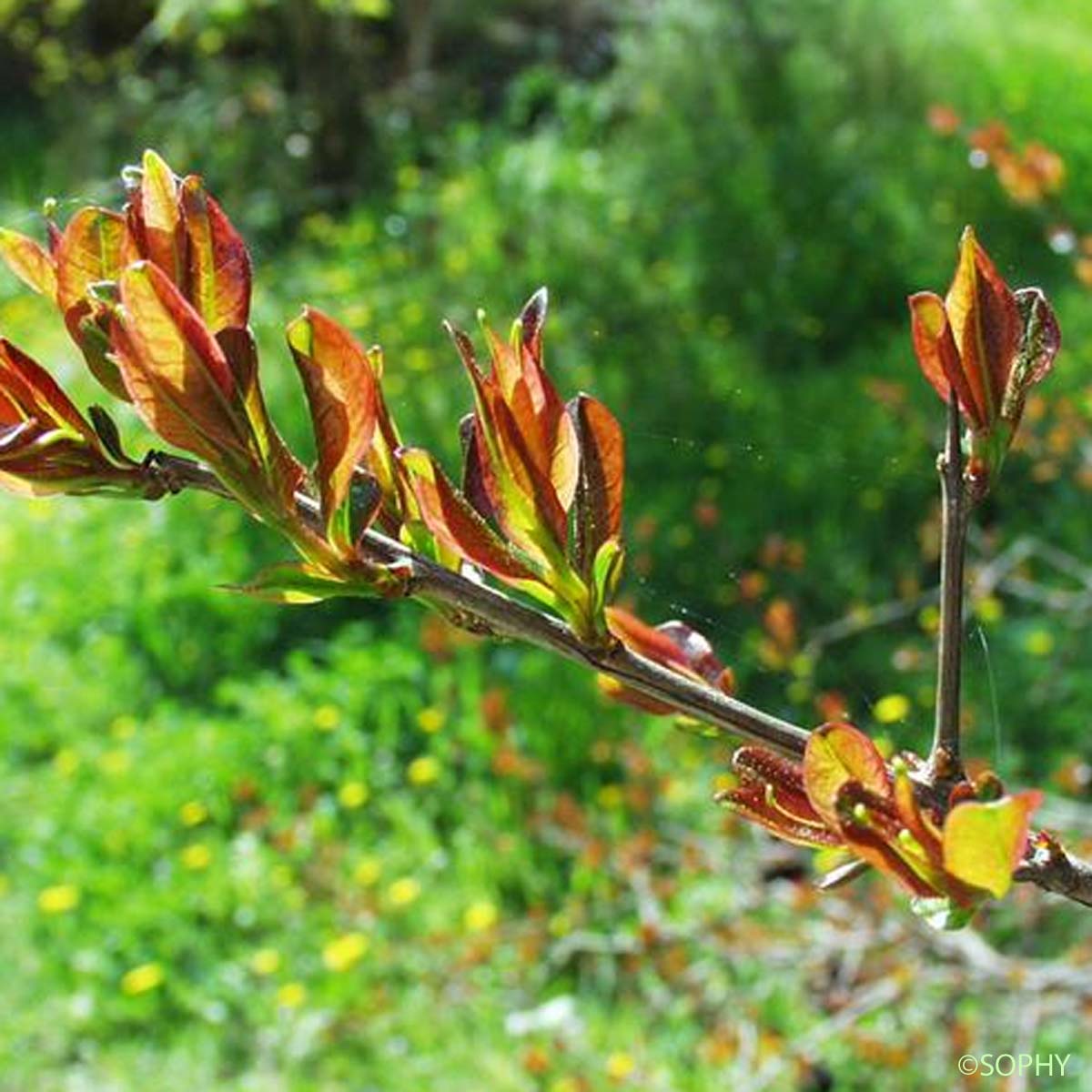 Grenadier - Punica granatum