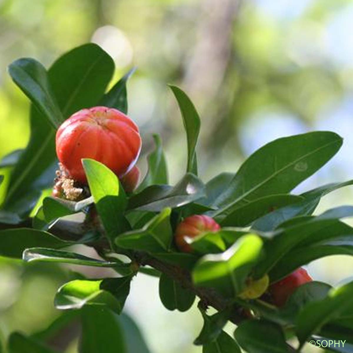 Grenadier - Punica granatum