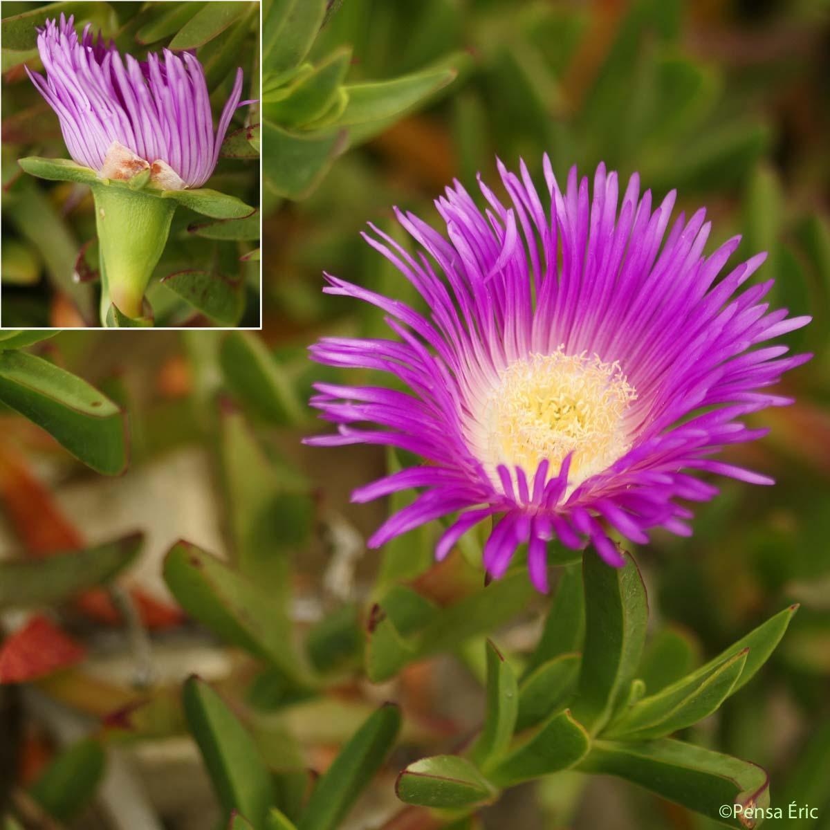 Griffe de sorcière - Carpobrotus edulis