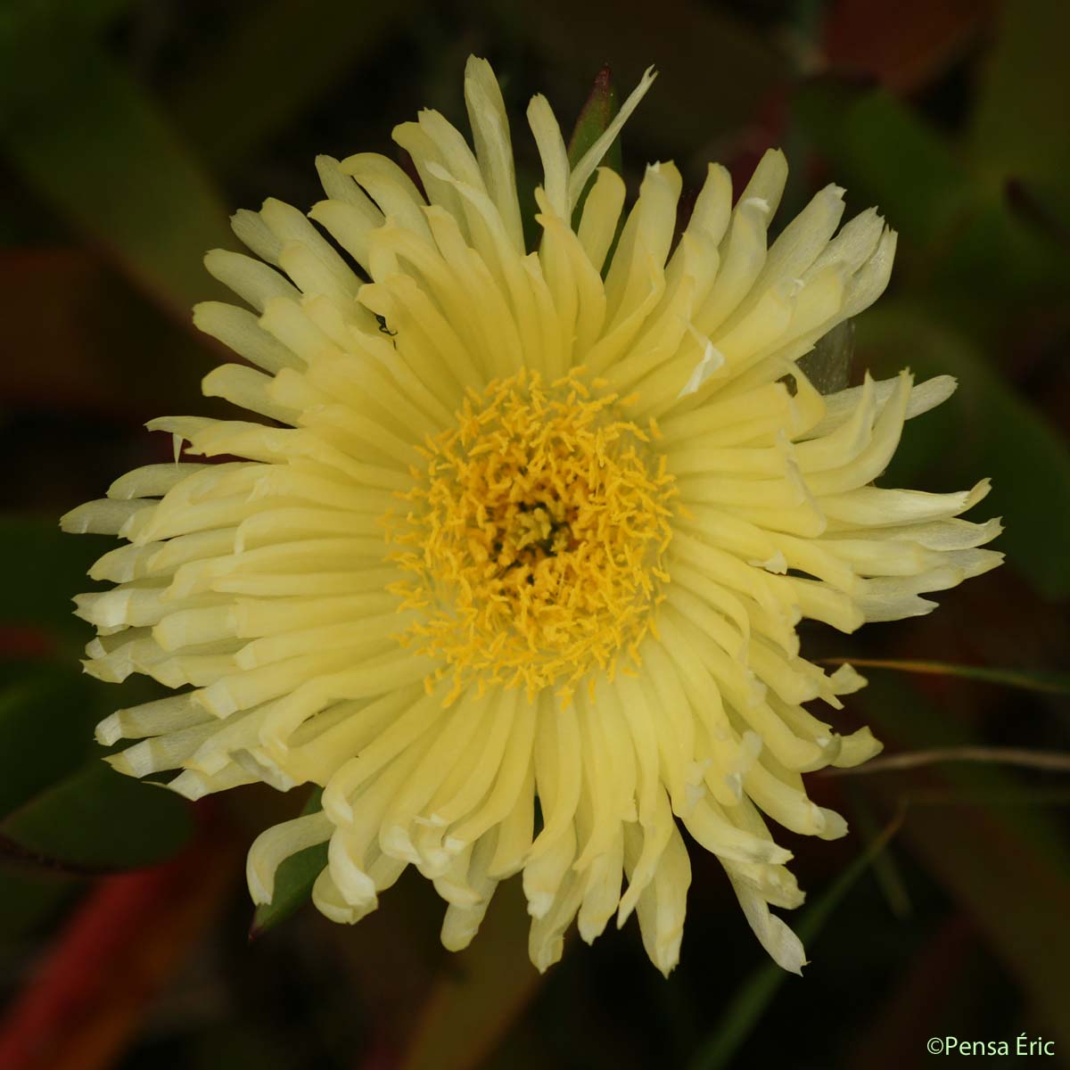 Griffe de sorcière - Carpobrotus edulis