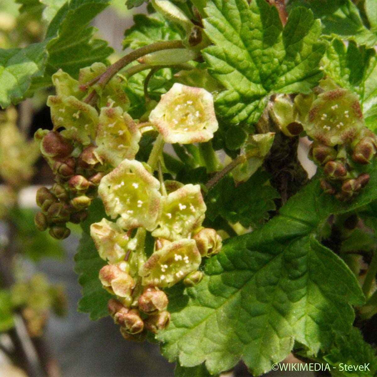 Groseillier à grappes - Ribes rubrum