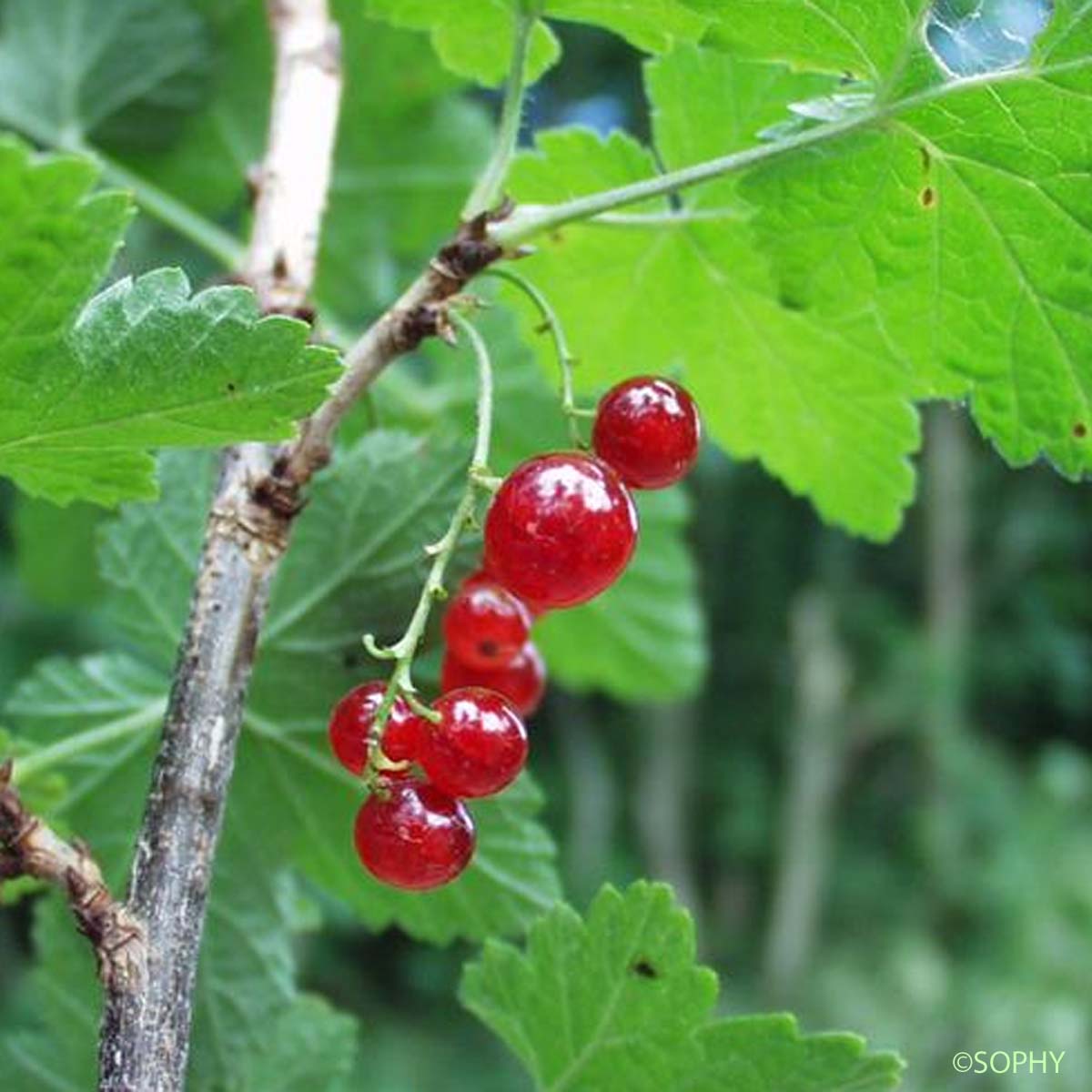 Groseillier à grappes - Ribes rubrum