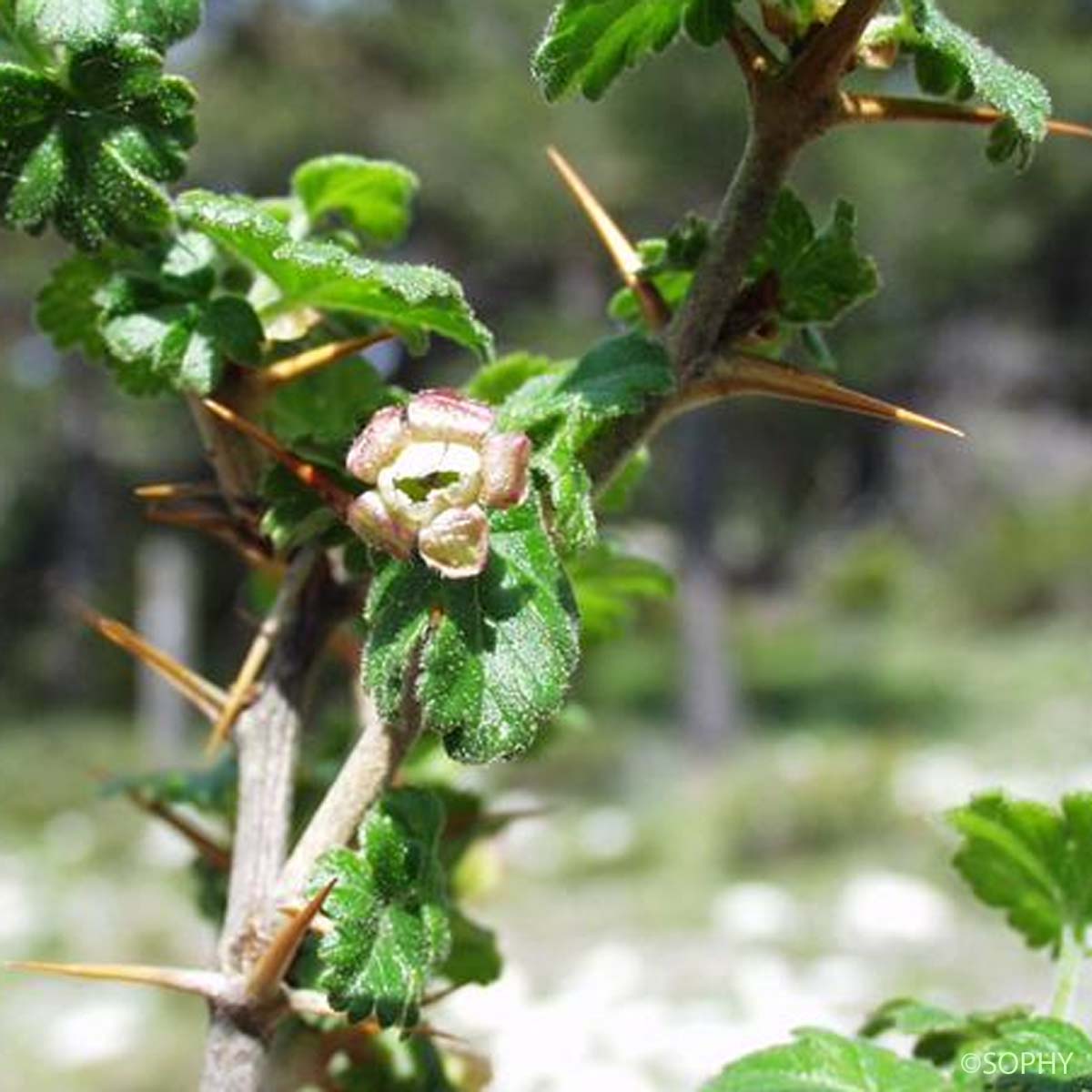 Groseillier à maquereaux - Ribes uva-crispa