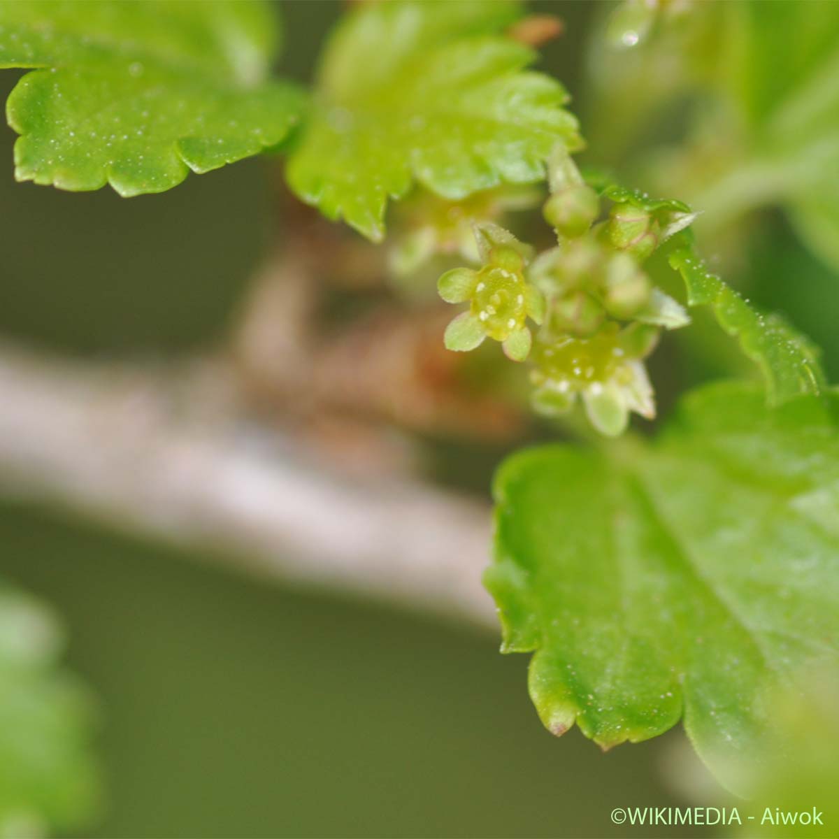 Groseillier des Alpes - Ribes alpinum