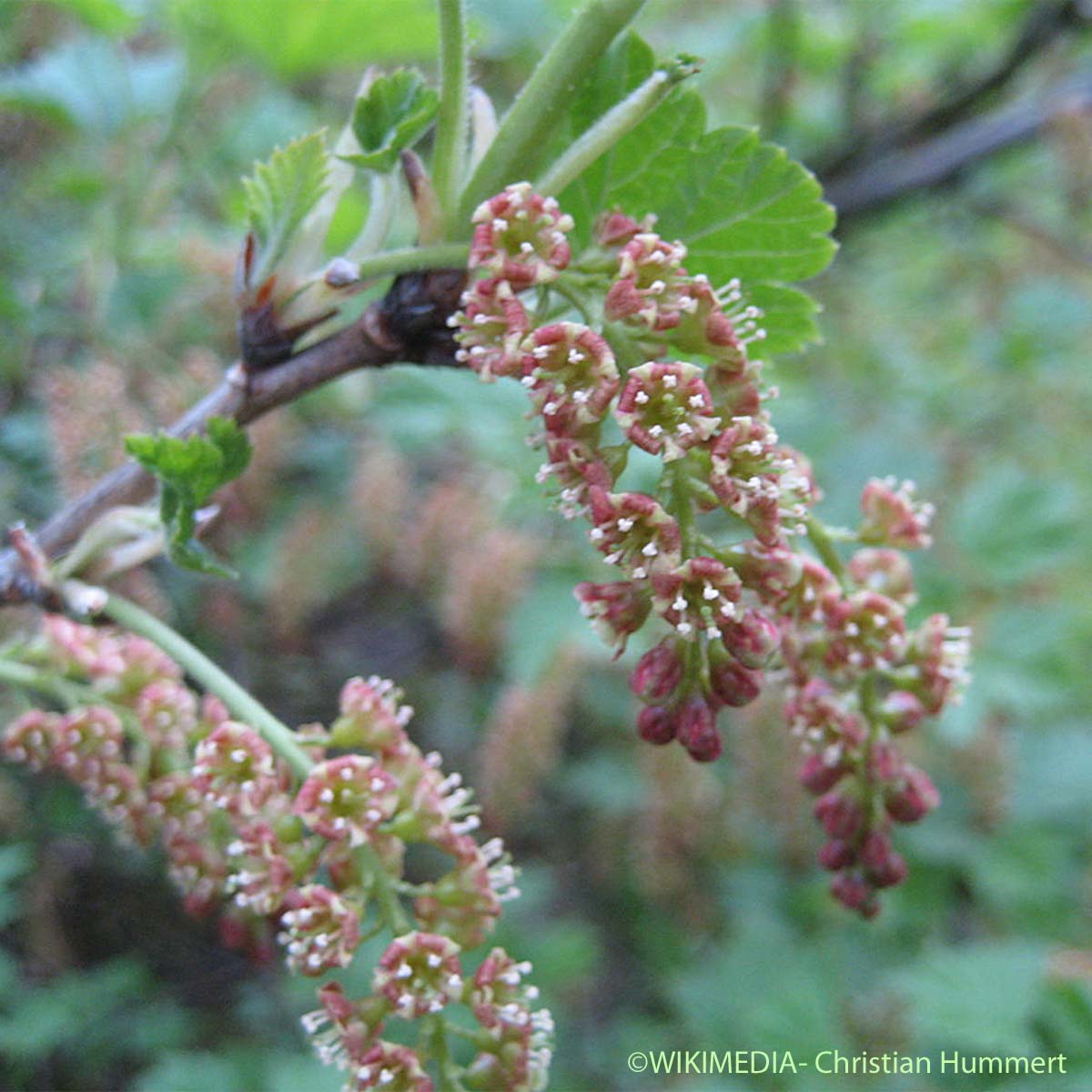 Groseillier des pierriers - Ribes petraeum