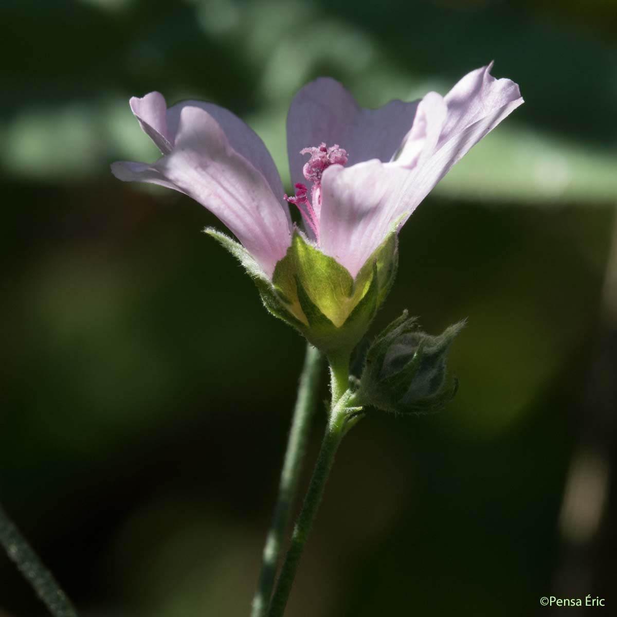 Guimauve à feuilles de Cannabis - Althaea cannabina