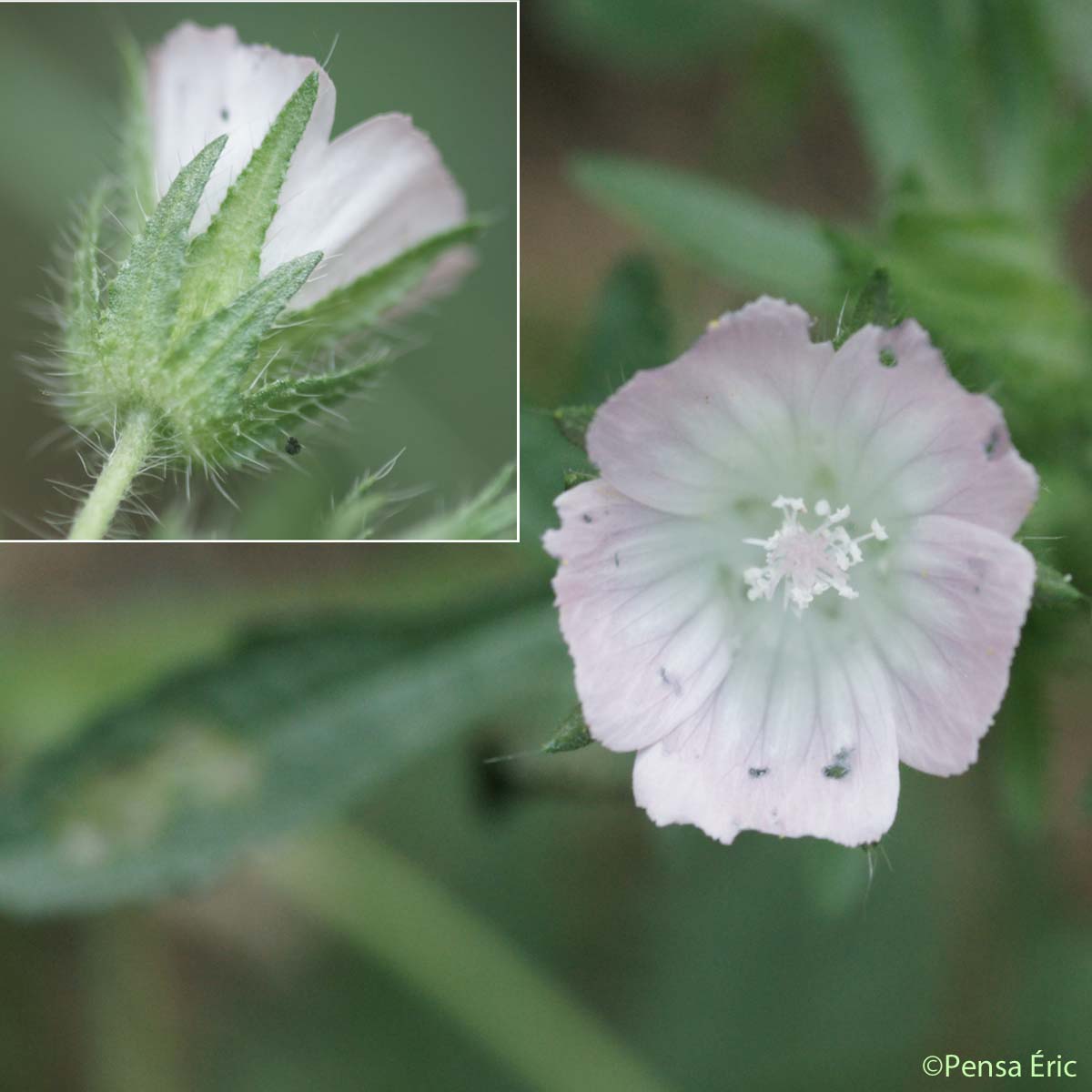 Guimauve hérissée - Malva setigera