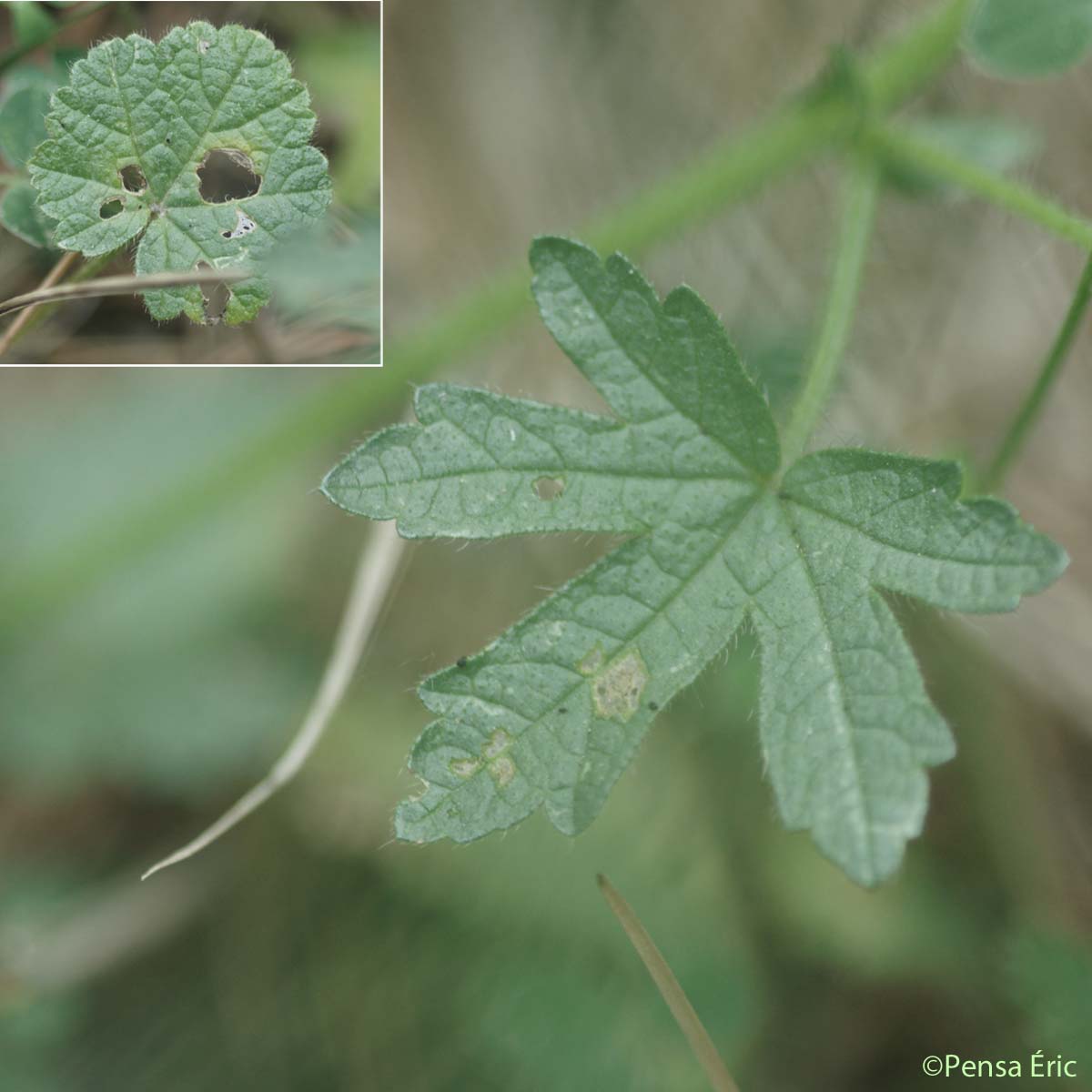 Guimauve hérissée - Malva setigera