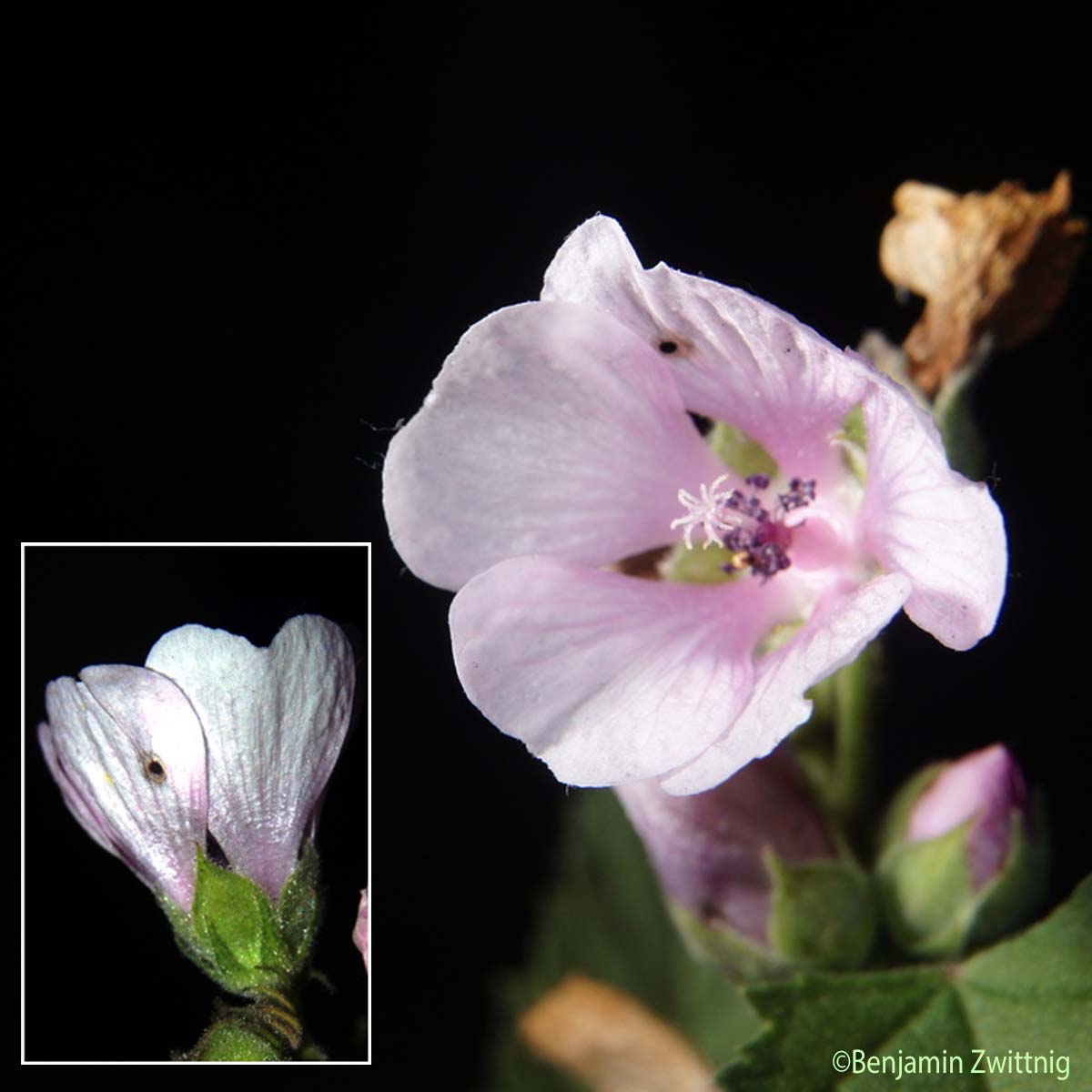 Guimauve officinale - Althaea officinalis