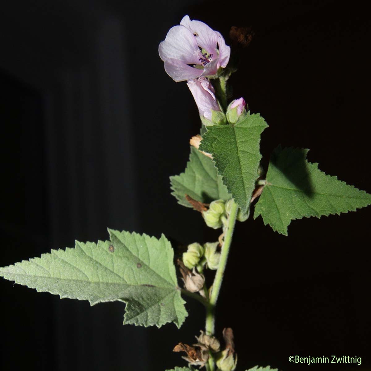 Guimauve officinale - Althaea officinalis