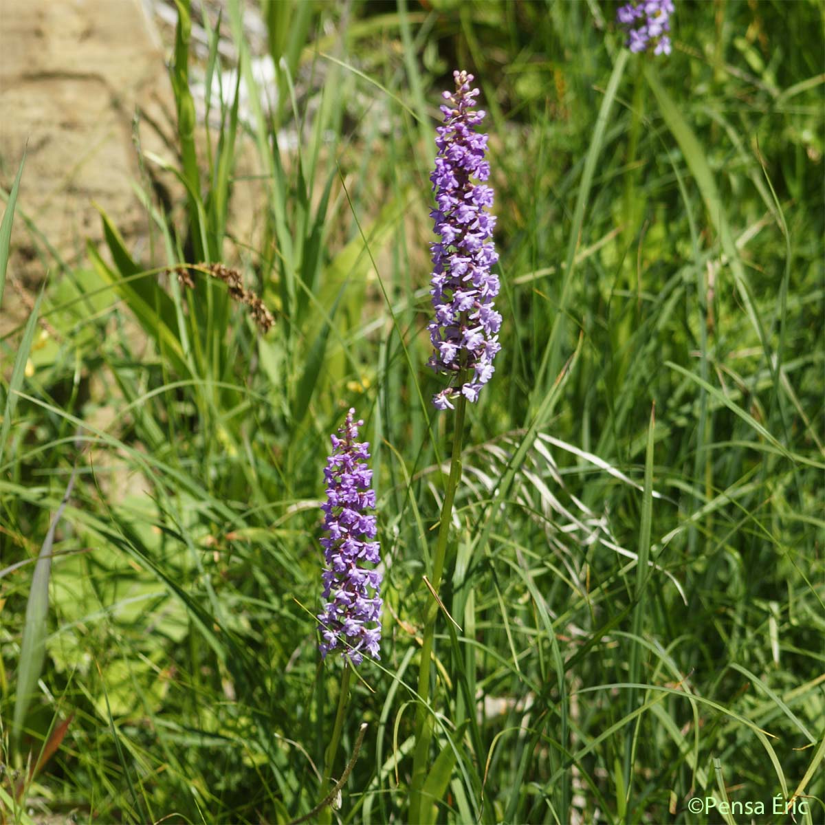 Gymnadène à épi dense - Gymnadenia densiflora