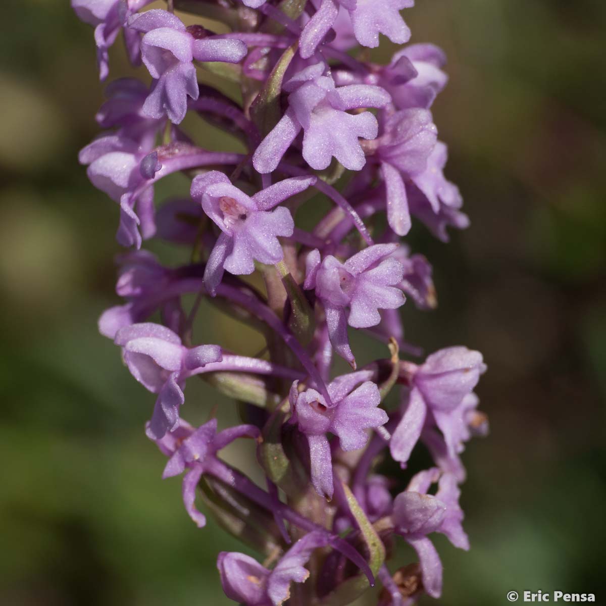 Gymnadénie moucheron - Gymnadenia conopsea