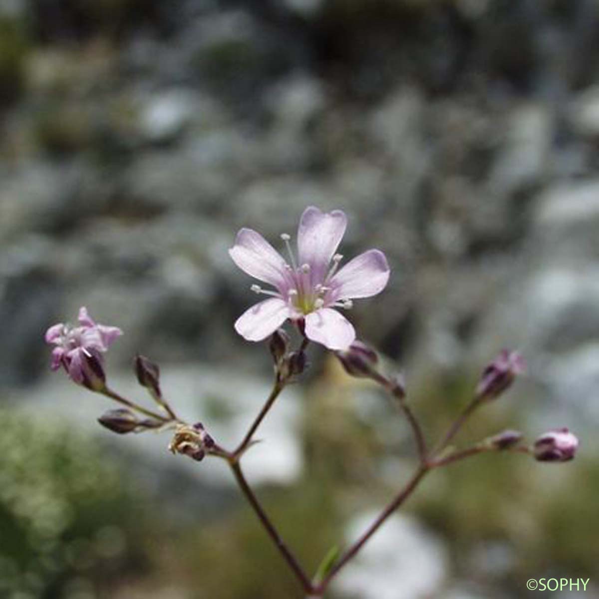 Gypsophile des moissons - Psammophiliella muralis 