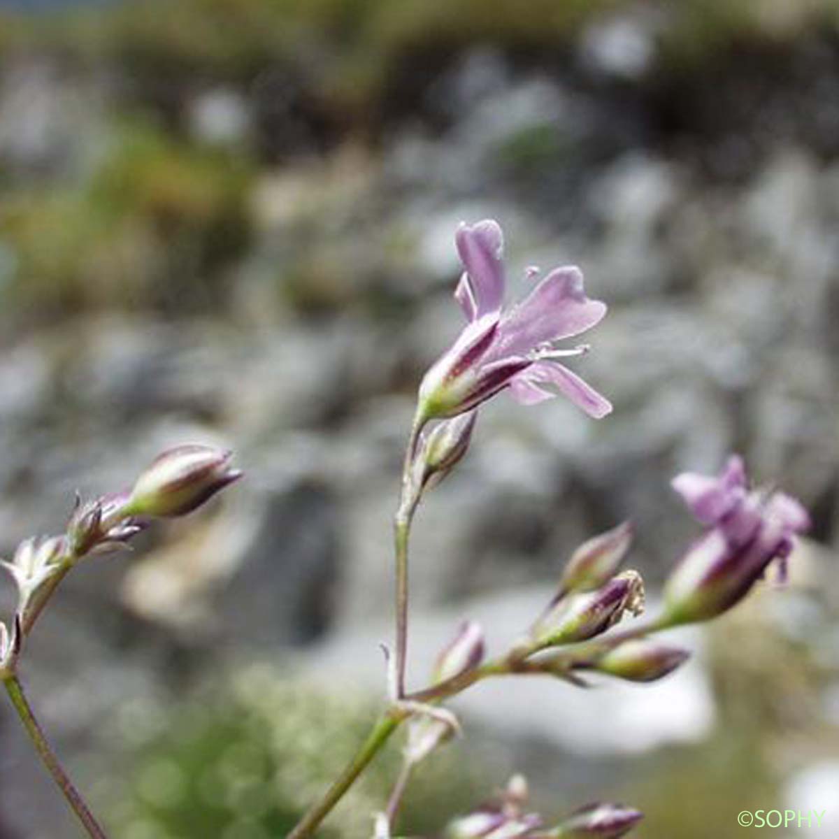 Gypsophile des moissons - Psammophiliella muralis 