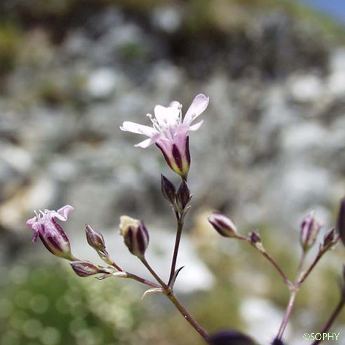 Gypsophile des moissons - Gypsophila muralis