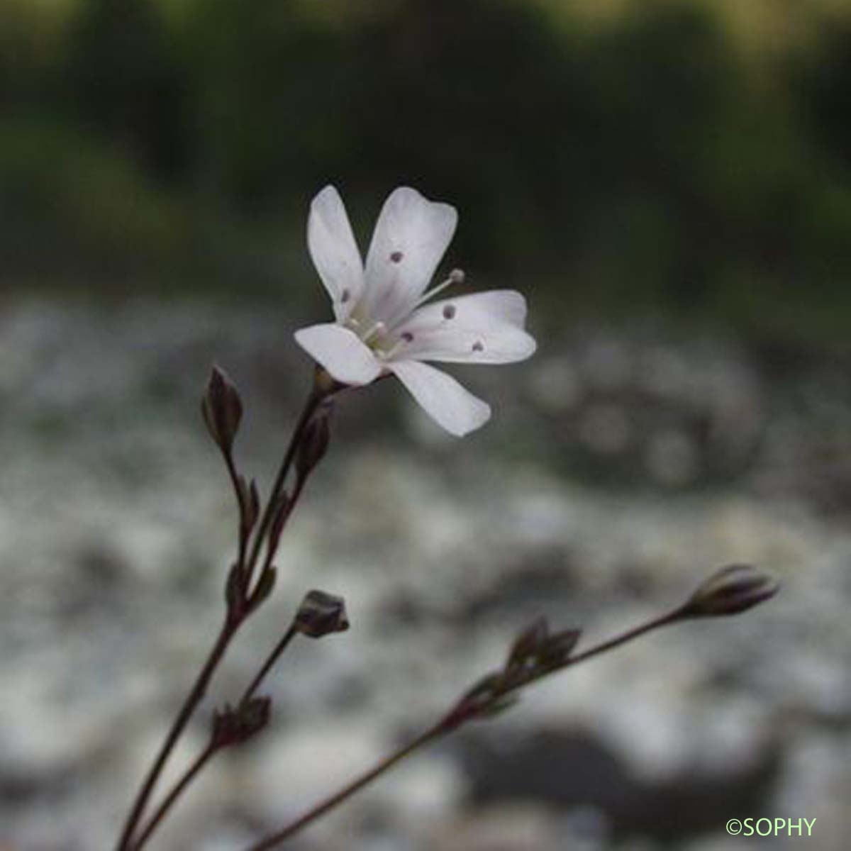 Gypsophile rampante - Gypsophila repens