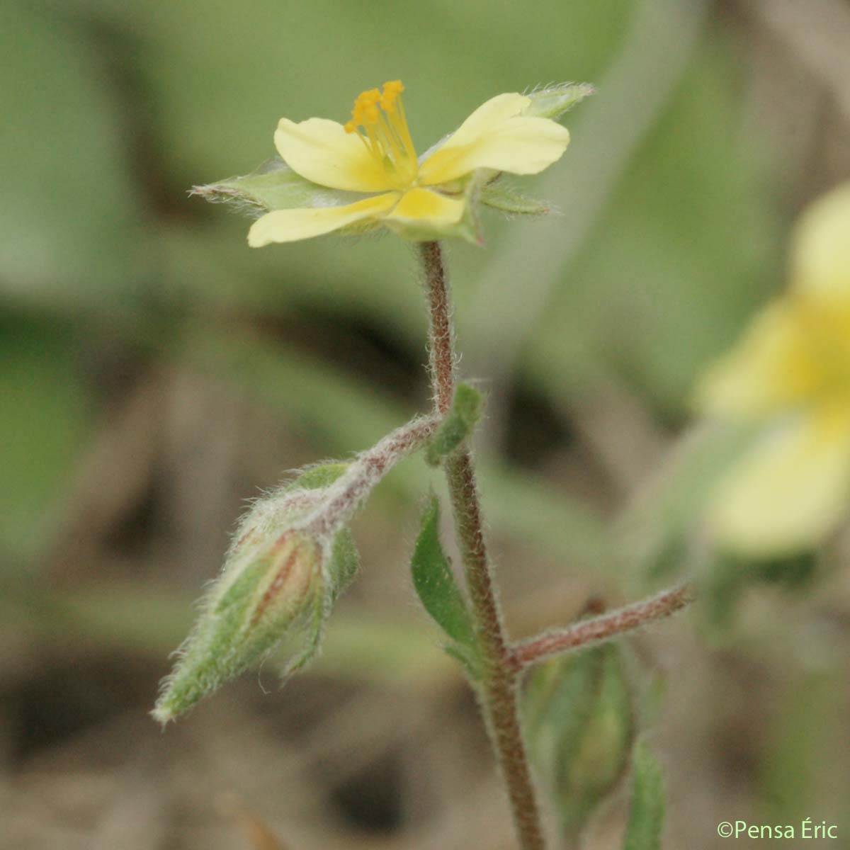 Hélianthème à feuilles de saule - Helianthemum salicifolium