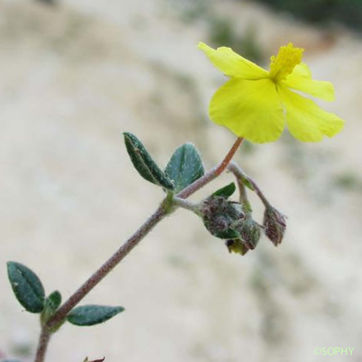 Hélianthème à feuilles de Marum - Helianthemum marifolium