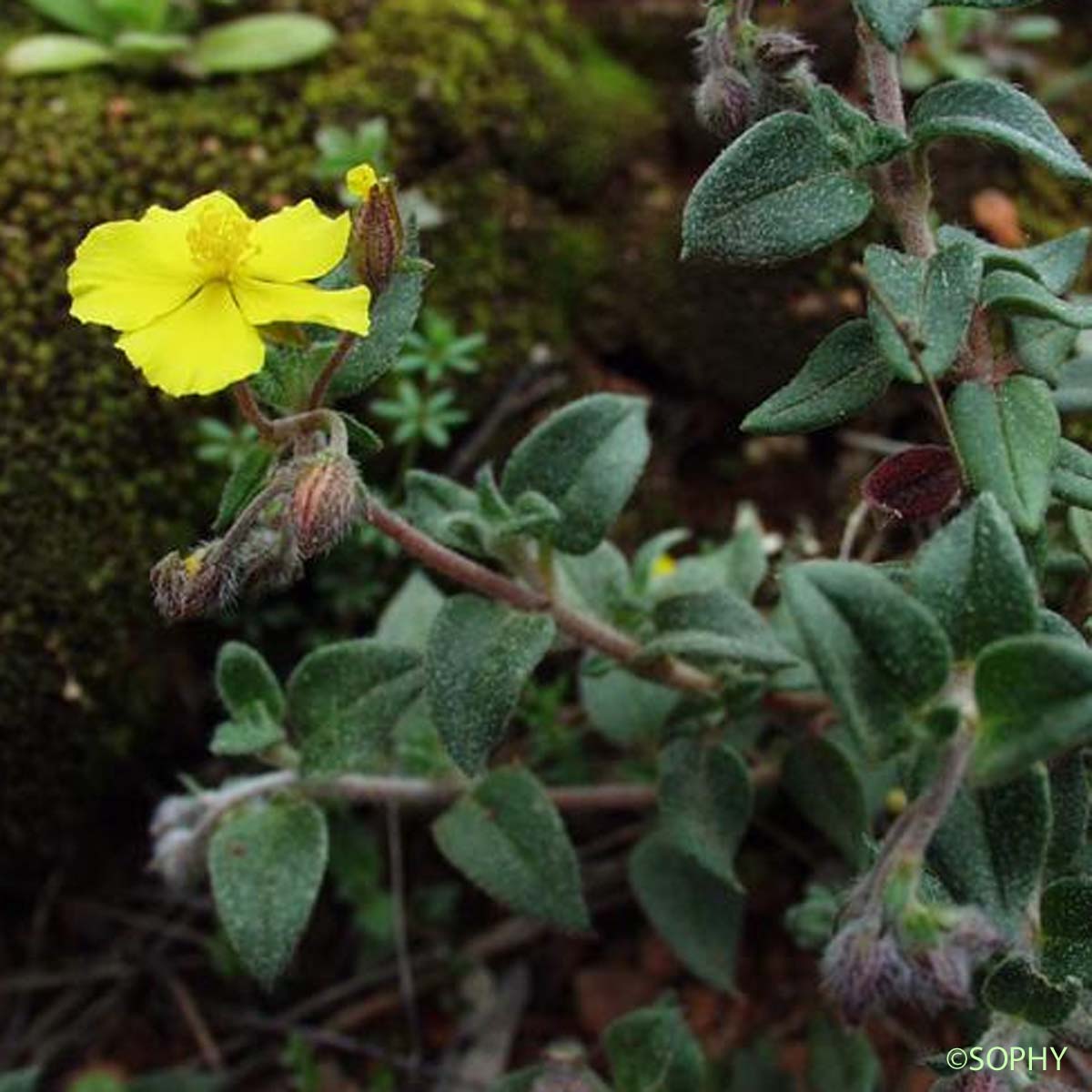 Hélianthème à feuilles de Marum - Helianthemum marifolium