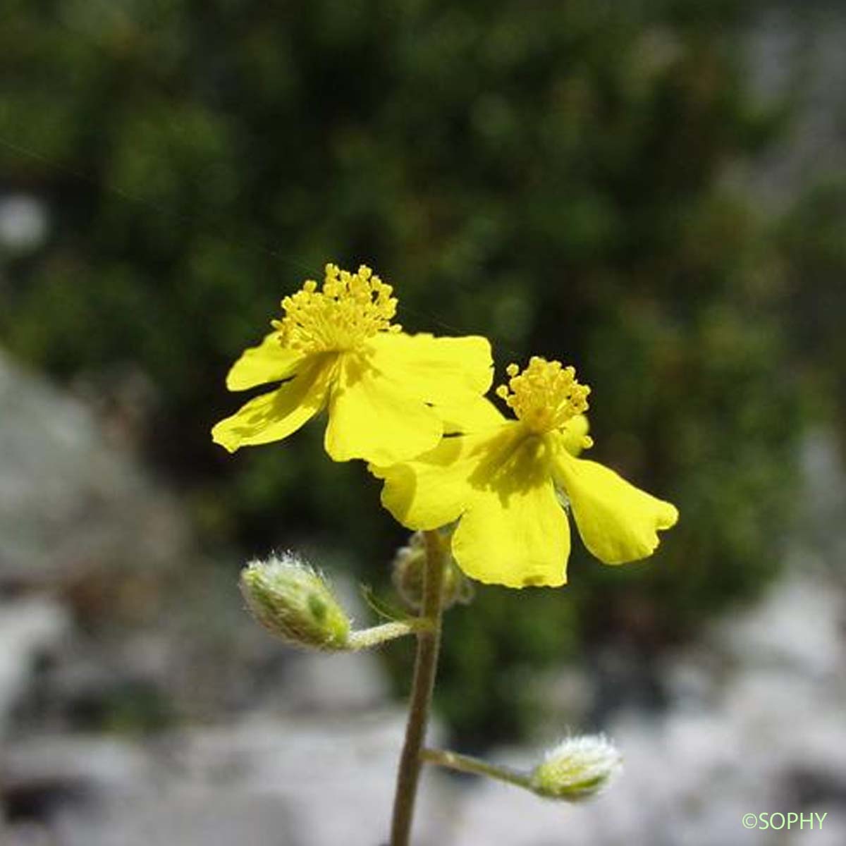 Hélianthème blanc - Helianthemum canum