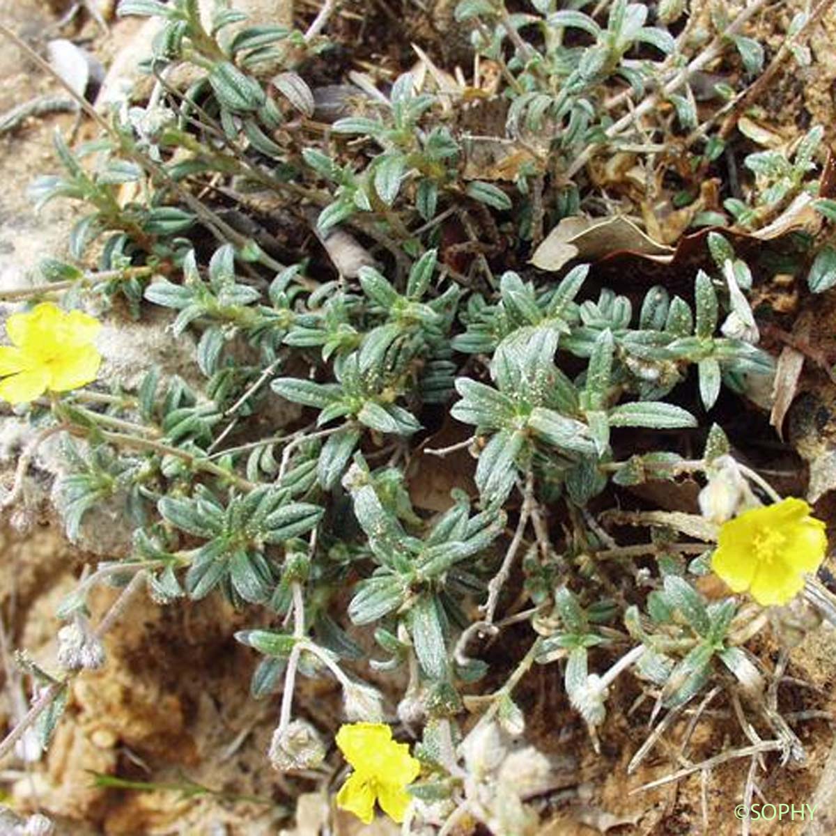 Hélianthème blanc - Helianthemum oelandicum var. canescens 